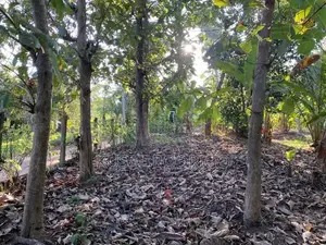 Land For Sale – Sandalankawa In Pannala / Dankotuwa