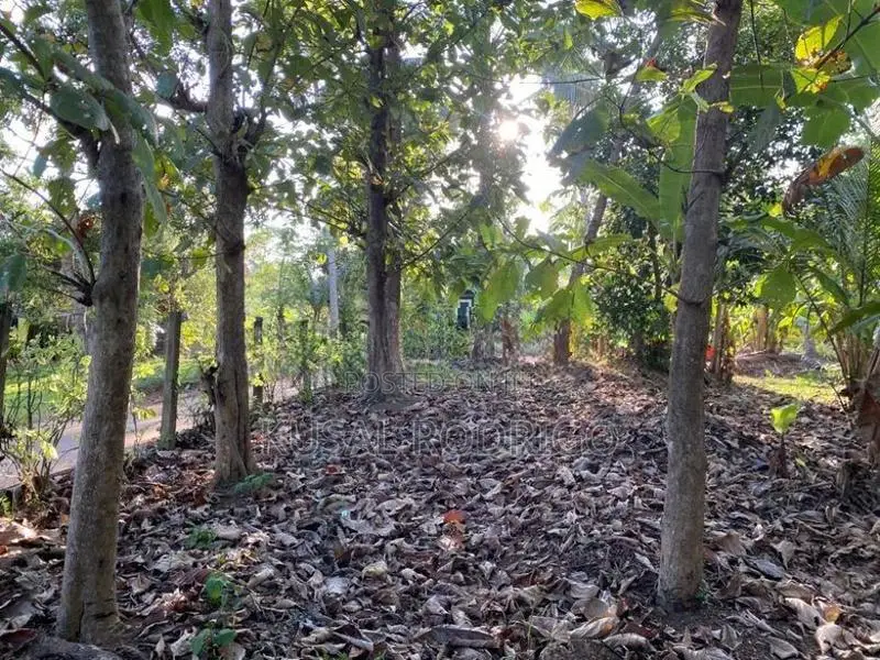 Land For Sale – Sandalankawa In Pannala / Dankotuwa