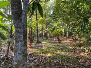 Land For Sale – Sandalankawa In Pannala / Dankotuwa