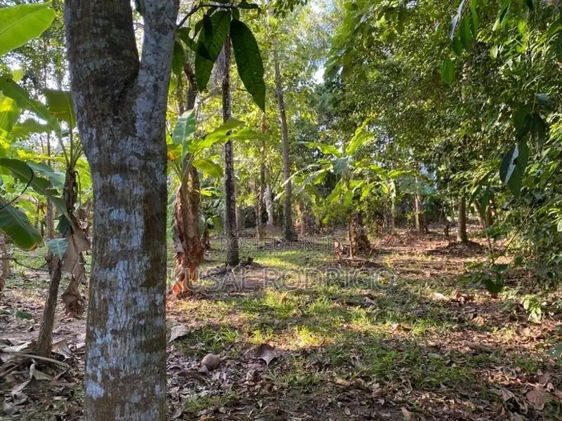 Land For Sale – Sandalankawa In Pannala / Dankotuwa