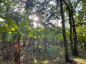 Land For Sale – Sandalankawa In Pannala / Dankotuwa