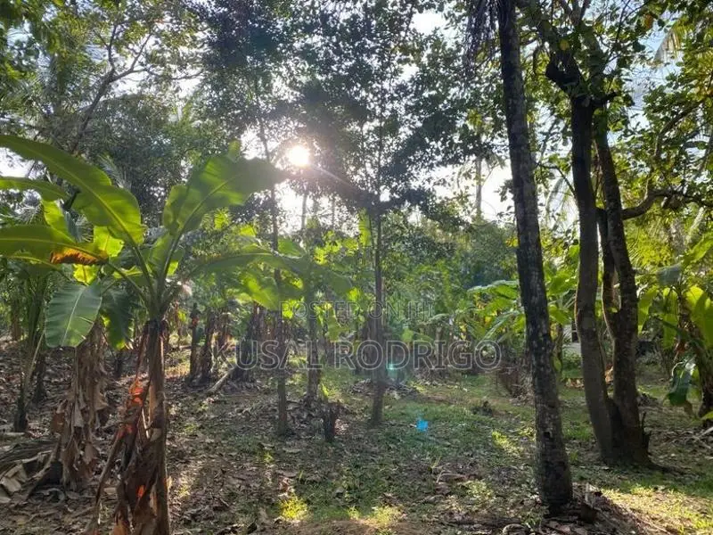 Land For Sale – Sandalankawa In Pannala / Dankotuwa