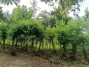 Land with House for Sale – Nagoda, Kaluthara