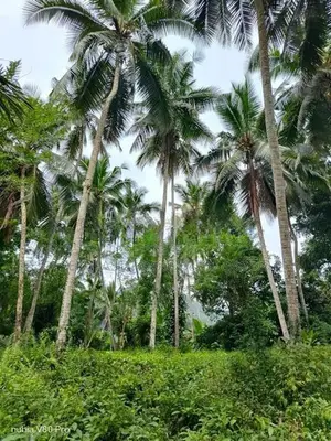 190P Land for sale in Kegalle