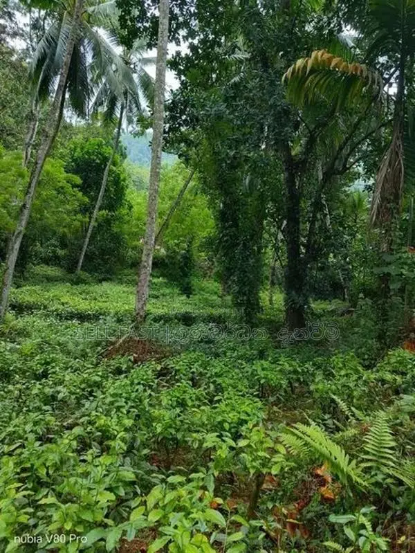 190P Land for sale in Kegalle