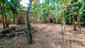 නිට්ටඹුව – කලල්පිටිය නවගමුව පාරෙන් වටිනා ඉඩමක් විකිණීමට