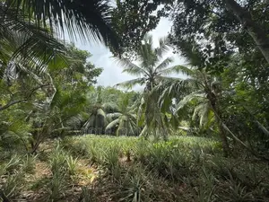 Land For Sale In Gonapola