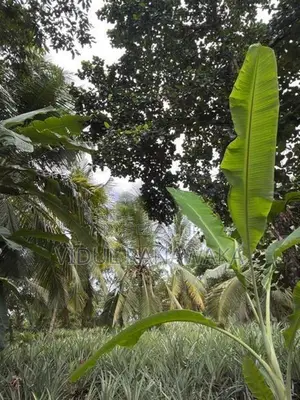 Land For Sale In Gonapola