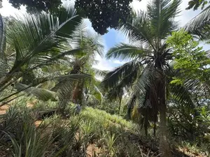 Land For Sale In Gonapola