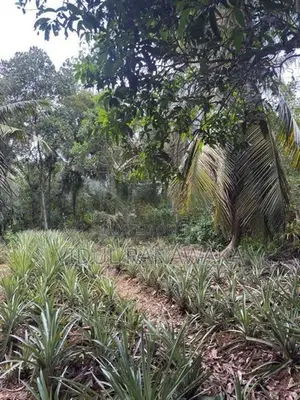 Land For Sale In Gonapola