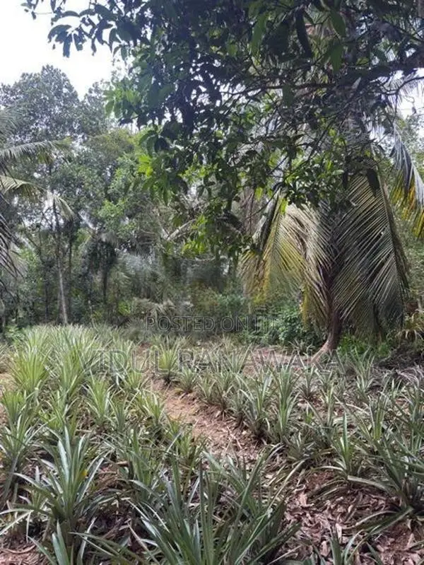Land For Sale In Gonapola