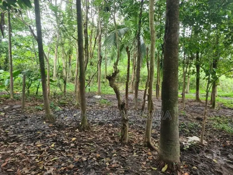 33.5 Land for Sale Demodara