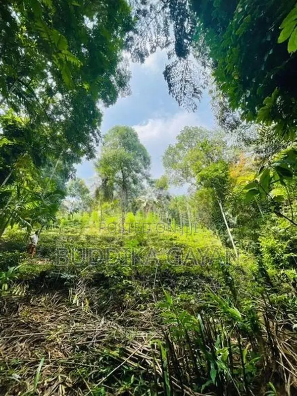 Tea Land for Sale පැල්මඩුල්ල