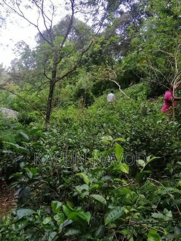 දියතලාවෙන් අගනා ඉඩමක් විකිණීමට