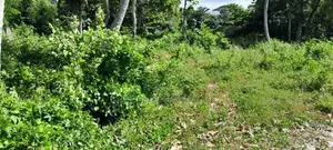 Prime Land for Sale in Wadduwa – Thalpitiya