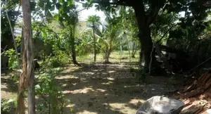 Moratuwa 110 Perches of Land with an Ancestral Home for Sale