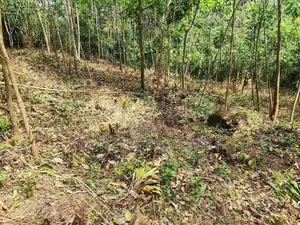 Land for Sale in Pasyala