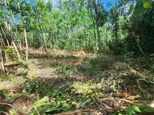 Land for Sale in Pasyala