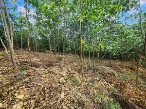 Land for Sale in Pasyala