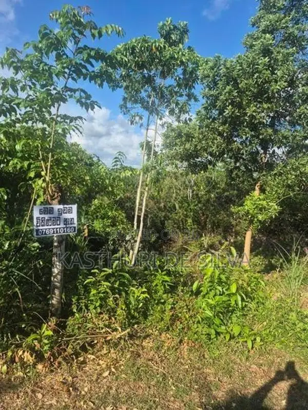 කුරුඳුගහහැතැක්මෙන් පර්චස් 23 ට 10 නොමිලේ