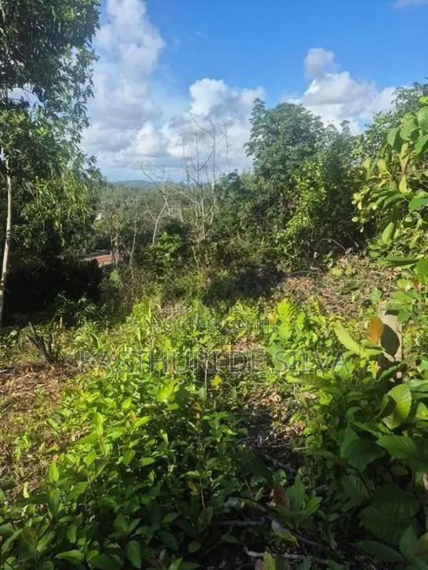 කුරුඳුගහහැතැක්මෙන් පර්චස් 23 ට 10 නොමිලේ
