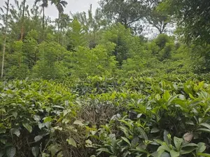 Tea Cultivated Land for Sale Nadurana