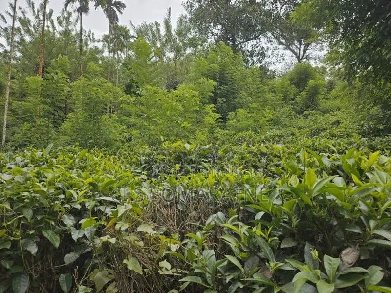 Tea Cultivated Land for Sale Nadurana