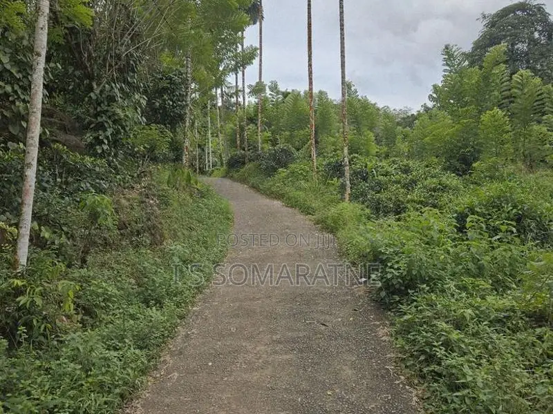 Tea Cultivated Land for Sale Nadurana