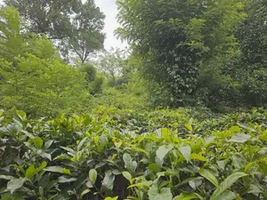 Tea Cultivated Land for Sale Nadurana