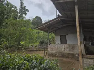 Tea Cultivated Land for Sale Nadurana