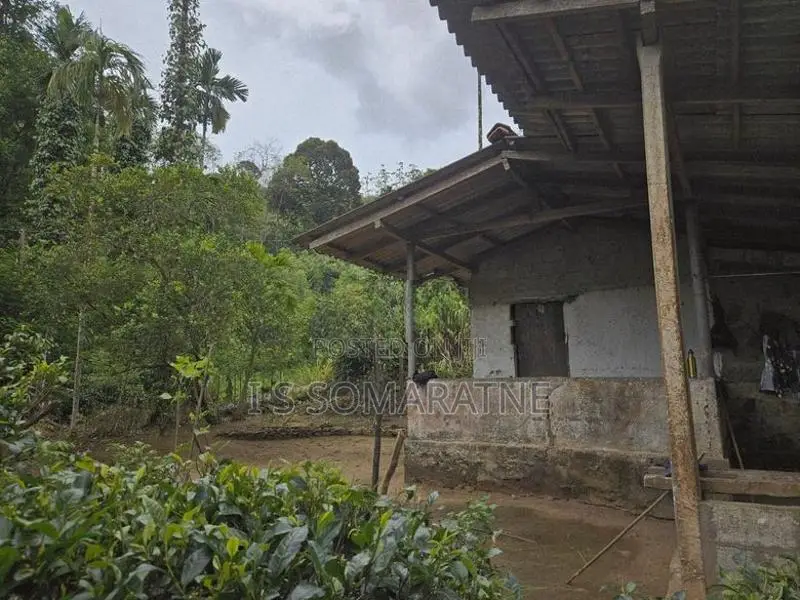 Tea Cultivated Land for Sale Nadurana