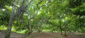Fruit Land plots sale in Meegoda