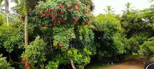 Fruit Land plots sale in Meegoda