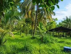 Land For Sale In Hiripitiya