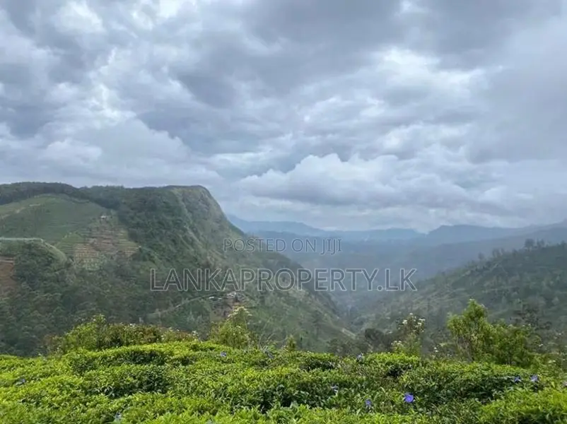 Ambewela Estate Land” for Sale – Rendapola Road, Nuwara Eliya