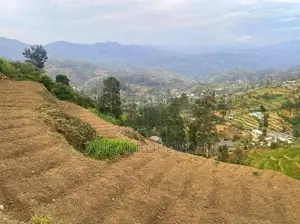 Ambewela Estate Land” for Sale – Rendapola Road, Nuwara Eliya