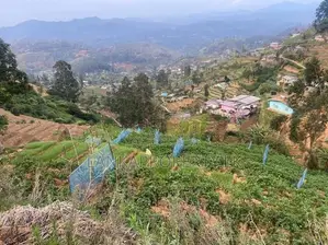 Ambewela Estate Land” for Sale – Rendapola Road, Nuwara Eliya