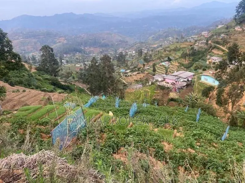 Ambewela Estate Land” for Sale – Rendapola Road, Nuwara Eliya