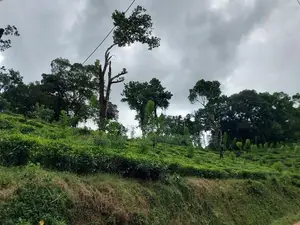 Former 25 Acres Land Tea Plantation Two-Storey Residence for Sale