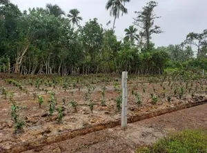 Land For Sale In Bentota