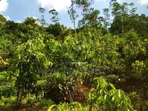 Cinnamon Land with House for Sale in Elpitiya