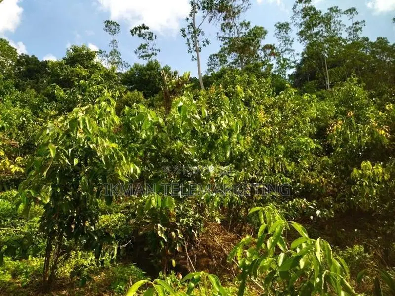 Cinnamon Land with House for Sale in Elpitiya