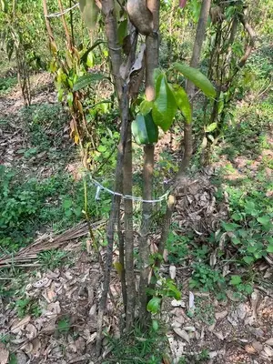 Cinnamon Land with House for Sale in Elpitiya