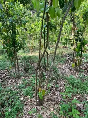 Cinnamon Land with House for Sale in Elpitiya