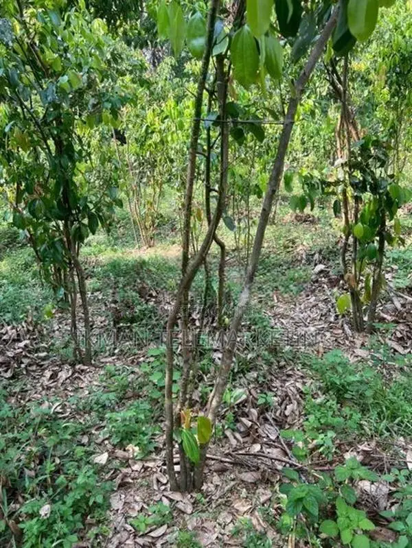 Cinnamon Land with House for Sale in Elpitiya