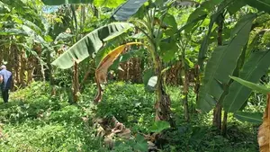 Land For Sale In Kamburugamuwa, Labeema Road, Sisilasa Uyana