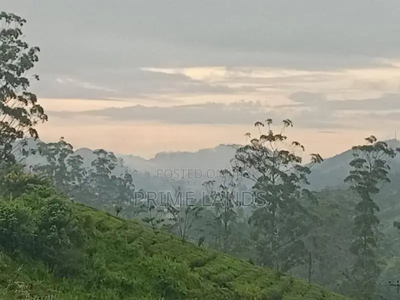 Land for Sale Pundaluoya Mountain Range