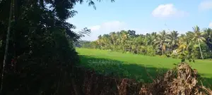 Kiribathgoda- delgoda paddy field facing 24 perch land for sale .