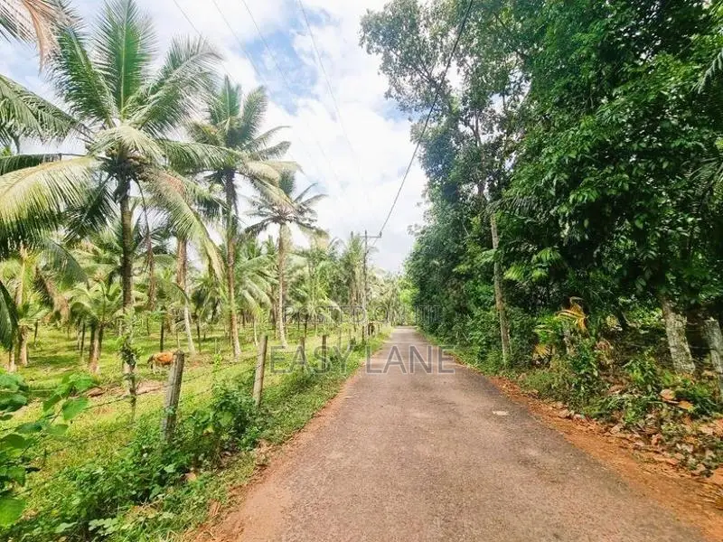 කිරිඳිවැල ප්‍රදේශයෙන් වටිනා පොල් ඉඩමක් විකිණීමට ඇත