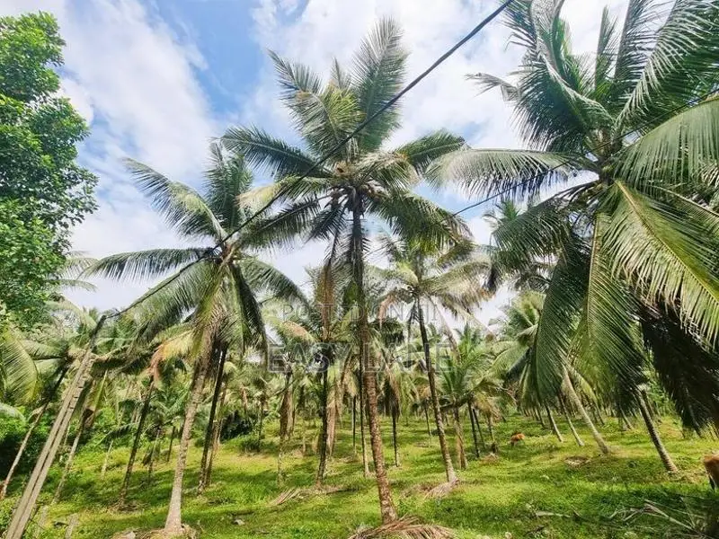 කිරිඳිවැල ප්‍රදේශයෙන් වටිනා පොල් ඉඩමක් විකිණීමට ඇත